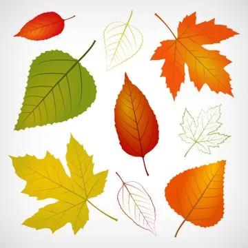 Autumn vector leaf illustration isolated from background イラスト素材