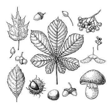 Autumn vector set with leaves, berries, chestnuts, nuts, mushroo Stock Illustration