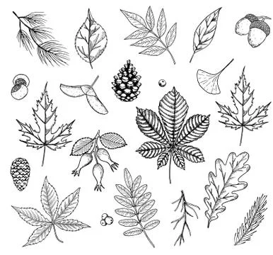 Autumn vector set with leaves, berries, fir cones, nuts, and acorns. Detailed Stock Illustration