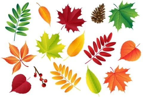 Autumn vector set with leaves, cones. Forest botanical elements for decoration Illustrazione stock