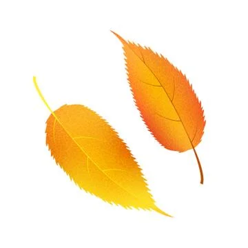 Autumn vector set leaves. Forest botanical elements for decoration. 스톡 일러스트