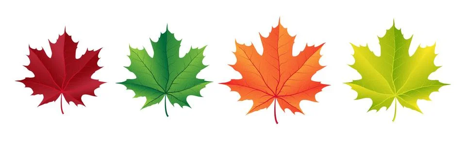 Autumn vector set with maple leaves. Forest botanical elements for decoration. Stock Illustration