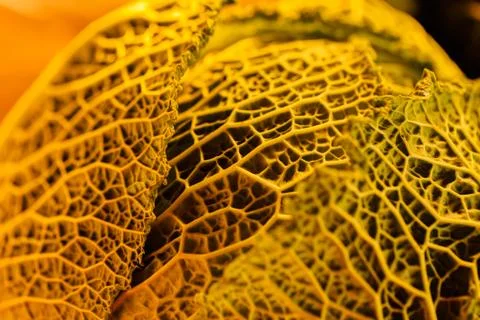 Autumn vegetable texture Stock Photos