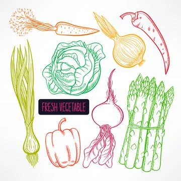 Autumn vegetables Illustration
