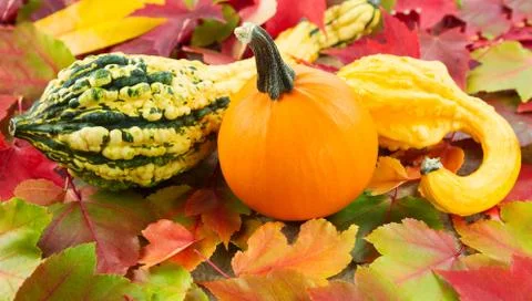 Autumn vegetables Stock Photos