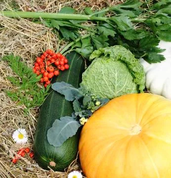 Autumn vegetables Stock Photos