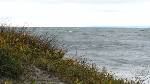 Autumn vegetation against the background of the waves of Lake Baikal. Stock Footage 141678461
