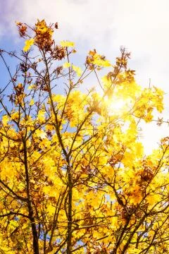 Autumn vibrations Stock Photos