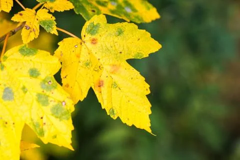 Autumn vibrations Stock Photos