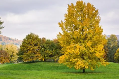 Autumn vibrations Stock Photos