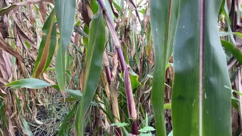 Autumn video of corn field Video stock 252354714
