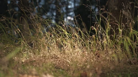 Autumn video of grass in forest clearing under the sun's rays in forest Stock Footage 252849040