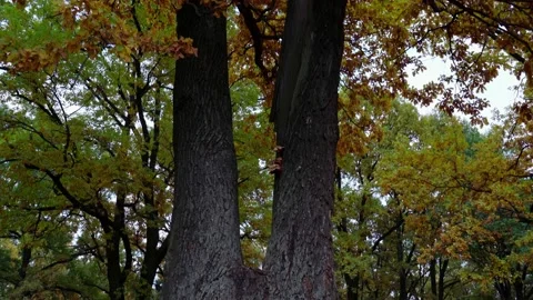 Autumn. View along the trunk of the tree from the base to the crown. Stock Footage 162353426