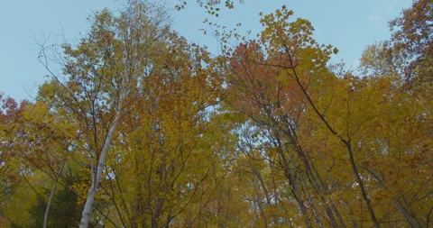 Autumn view from below. Looking up at Fall Leaves 库存影片 232415807