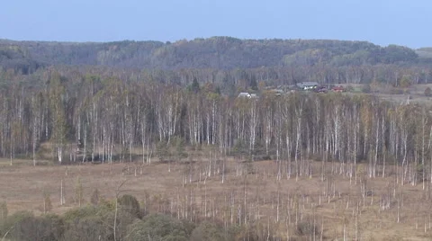 Autumn view from the birch. Stock Footage 44132232