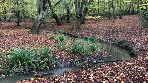Autumn view with brook in Epping forest , Chingford London Stock Footage 142331700