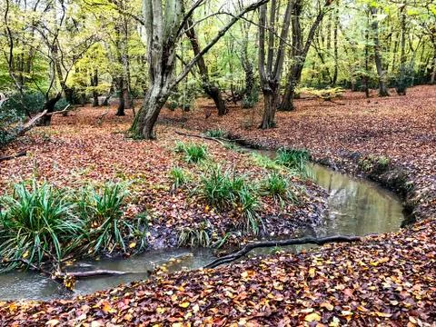 Autumn view with brook in Epping forest , Chingford London Stock Photos
