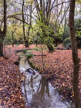 Autumn view with brook in Epping forest , Chingford London Stock Photos