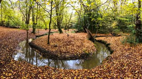 Autumn view with brook in Epping forest , Chingford London Stock Photos