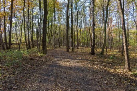 Autumn view of dirt path in the Millenium park in Sosnowiec Stock Photos
