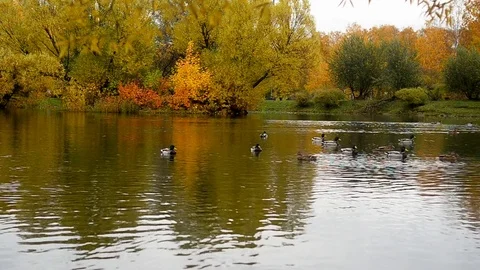 Autumn view Stock Footage 81479519
