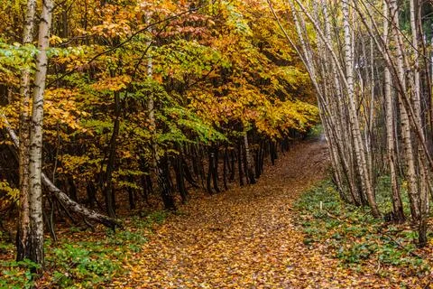 Autumn view of a forest path at Andrluv Chlum mountain near Usti nad Orlici,  Stock Photos