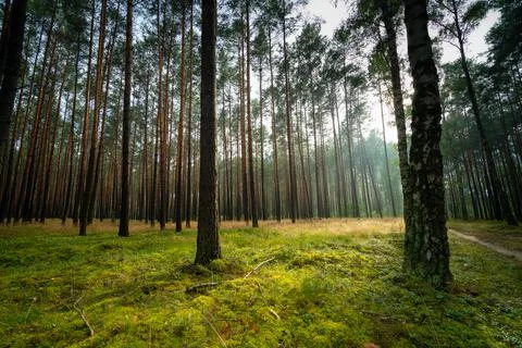 Autumn view of forest Stock Photos