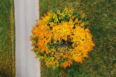 Autumn view of a maple tree standing near the road Stock Photos