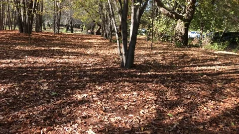 Autumn view from METU, Ankara. 스톡 동영상 100122753