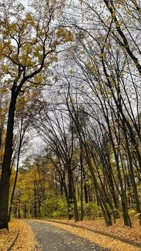 Autumn view of a park path with fallen yellow leaves leading through tall t.. Stock Photos