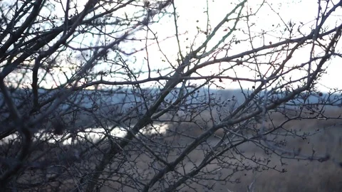 Autumn view of the river and field through the branches of a tree Stock Footage 121106460