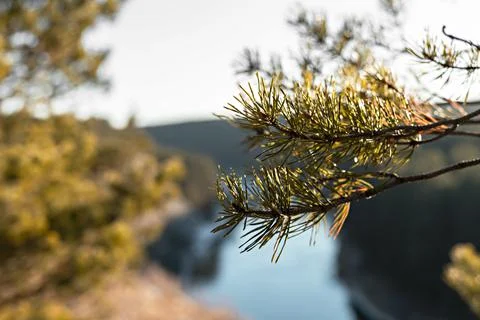 Autumn view of river with cliffs in dry grass coniferous forest pine branch Stock Photos