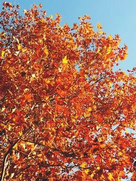 Autumn view of the top of a maple tree with orange dry leaves against the b.. Foto stock