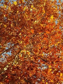 Autumn view of tree branches with orange dry leaves against blue sky Foto stock