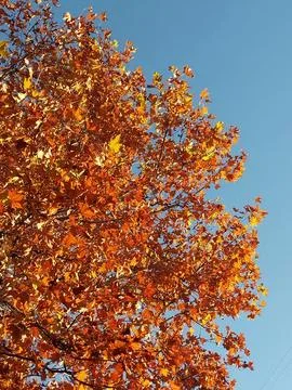 Autumn view of a tree crown with orange dry leaves against a blue sky Foto stock