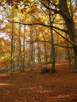 Autumn view trees in a forest Stock Photos