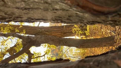 Autumn view of trees in the forest Stock Photos