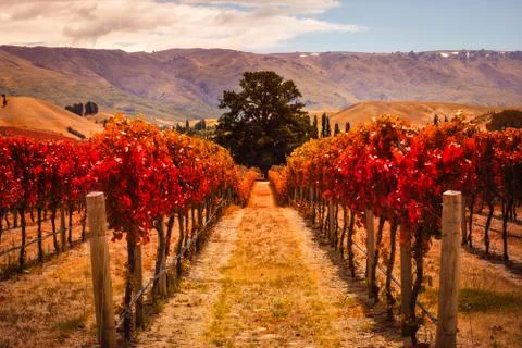 Autumn view of vineyard rows with the tree, New Zealand Stock Photos