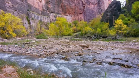 Autumn view of the Virgin River on the Riverside Walk trail in Zion National Par Stock Footage 332022083