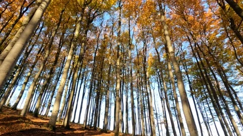 Autumn views Stock Footage 164119718