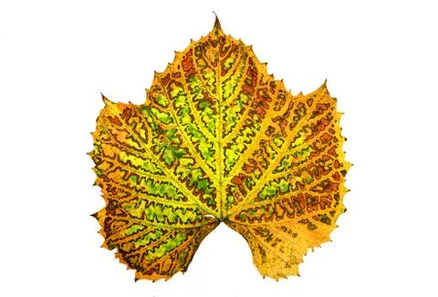 Autumn vine leaf isolated Stock Photos