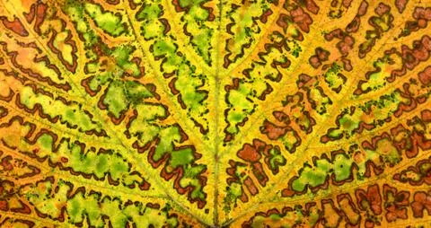 Autumn vine leaf Stock Photos