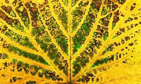 Autumn vine leaf texture Stock Photos