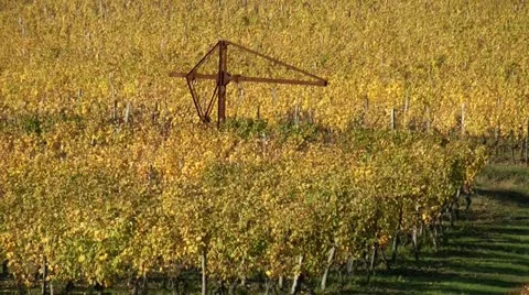 Autumn vines Stock Footage 21159392