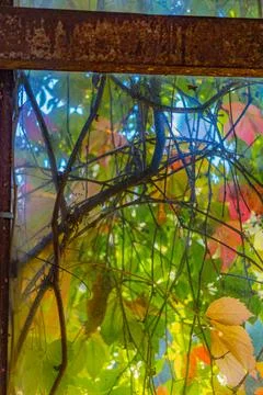 Autumn vines frame open window of rustic building, casting dappled light on.. Stock Photos