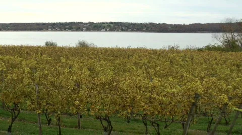 Autumn Vineyard 1 Stock-Footage 555939
