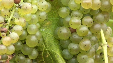 Autumn Vineyard 2 Stock Footage 549828