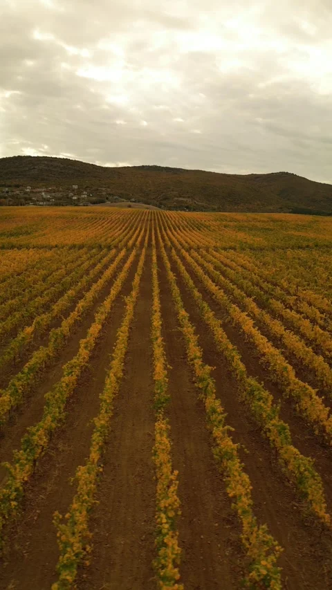 Autumn vineyard 2 Stock Footage 254188250