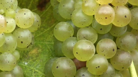 Autumn Vineyard 3 Stock Footage 555975