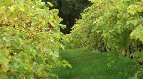 Autumn Vineyard 4 Stock Footage 556005